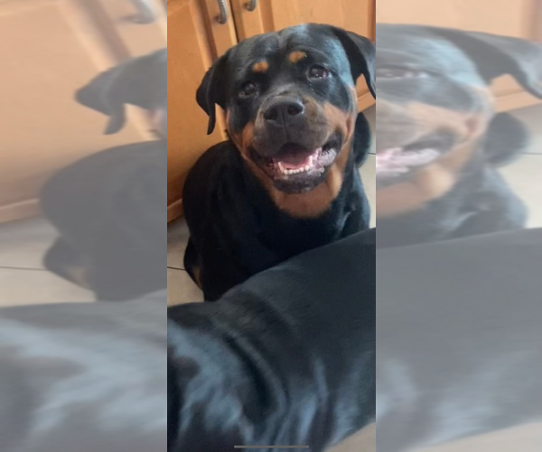Medium Photo #1 Rottweiler Puppy For Sale in POMPANO BEACH, FL, USA