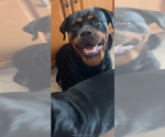 Small Photo #1 Rottweiler Puppy For Sale in POMPANO BEACH, FL, USA