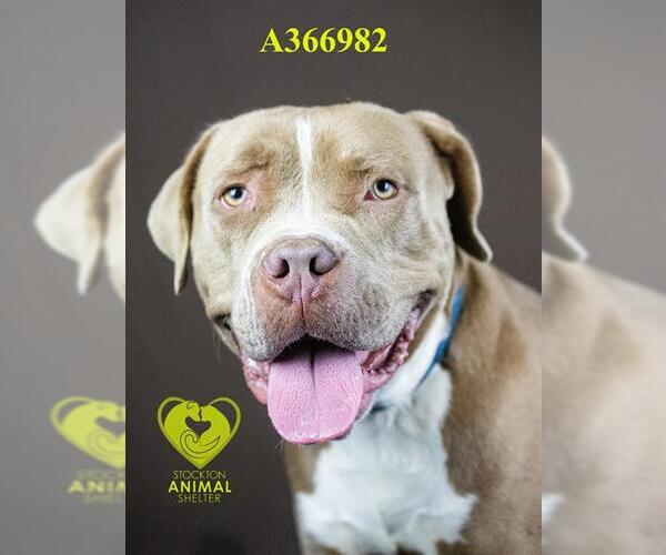 Medium Photo #2 American Bulldog Puppy For Sale in Stockton, CA, USA