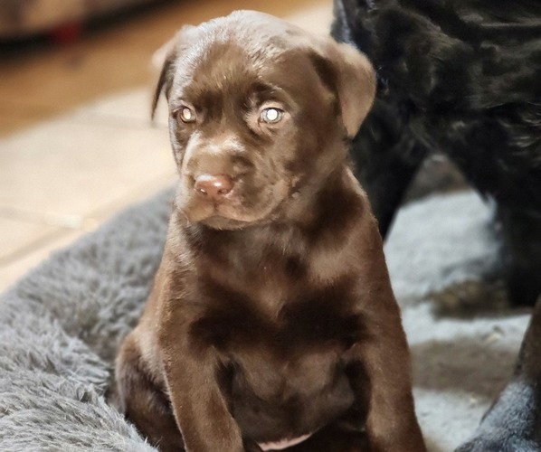 Medium Photo #4 Labrador Retriever Puppy For Sale in TAZEWELL, VA, USA