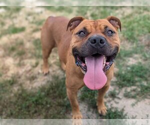 Bullboxer Pit Dogs for adoption in Millersville, MD, USA