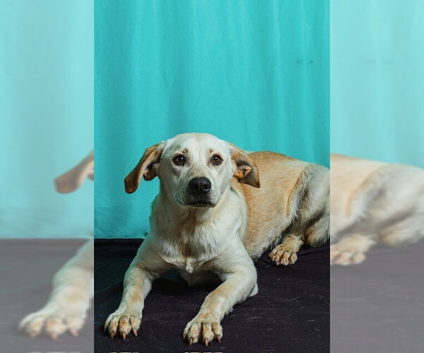 Medium Photo #4 Retriever -Unknown Mix Puppy For Sale in Calgary, Alberta, Canada