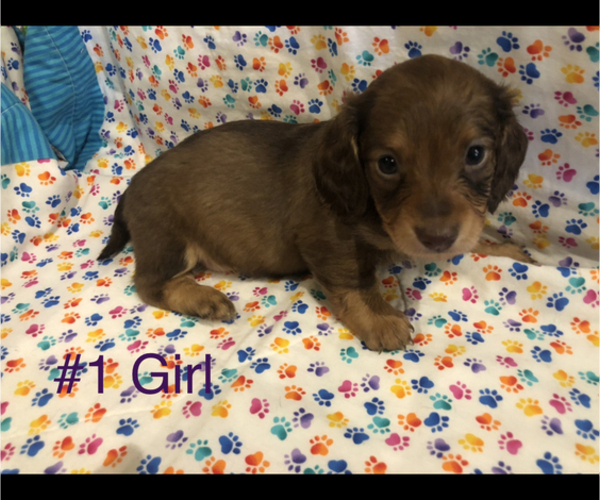 Medium Photo #1 Dachshund Puppy For Sale in LUBBOCK, TX, USA