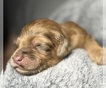 Small Photo #45 Goldendoodle Puppy For Sale in HOWARD CITY, MI, USA