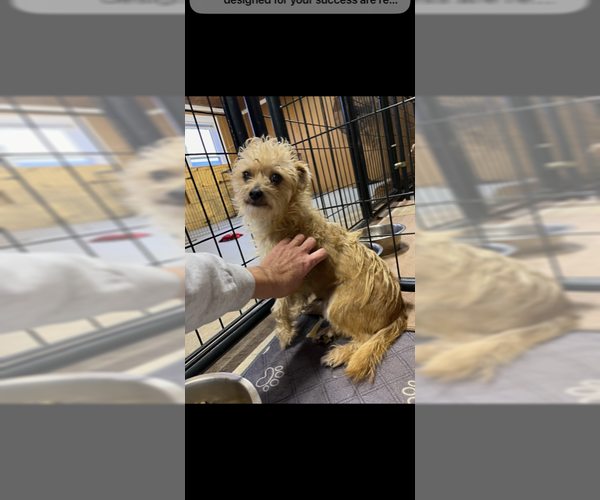 Medium Photo #1 Chihuahua Puppy For Sale in Jackson Township, NJ, USA