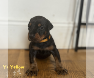 Doberman Pinscher Puppy for sale in Ashton Under Lyne, Greater Manchester (England), United Kingdom