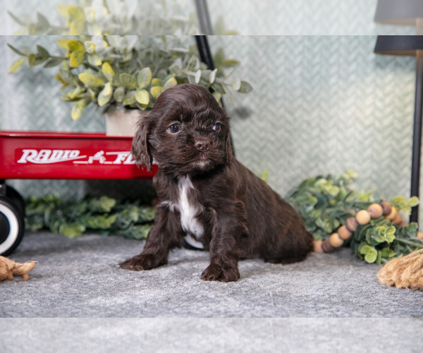 Medium Photo #1 Cocker Spaniel Puppy For Sale in NAPPANEE, IN, USA
