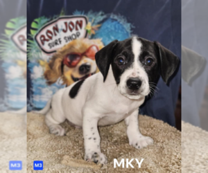 Chihuahua-Unknown Mix Dogs for adoption in Cranston, RI, USA