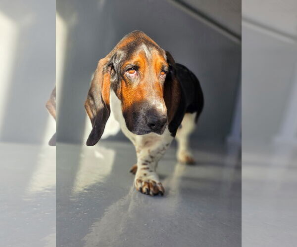 Medium Photo #3 Basset Hound Puppy For Sale in Brookville, OH, USA