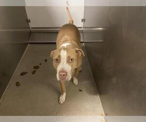 American Pit Bull Terrier-Unknown Mix Dogs for adoption in Modesto, CA, USA