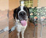 Small #2 Saint Bernard