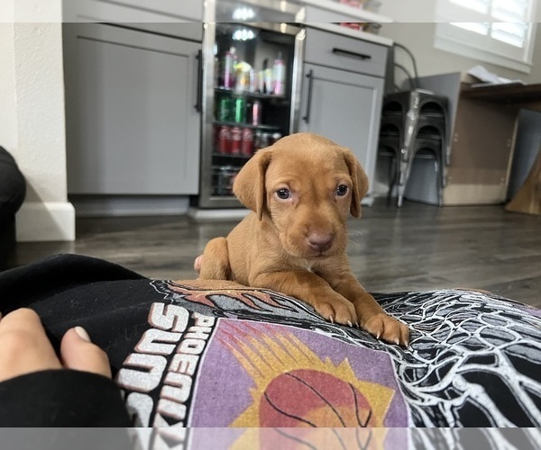 Medium Photo #1 Vizsla Puppy For Sale in CANBY, OR, USA