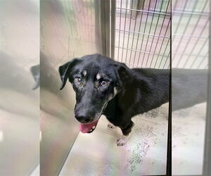 Gerberian Shepsky Dogs for adoption in Fairbanks, AK, USA