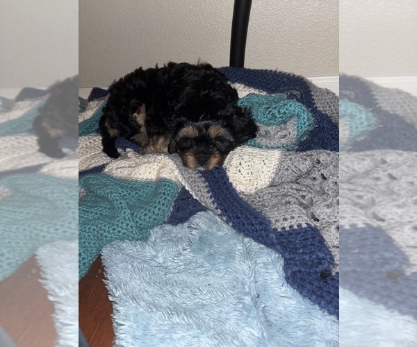 Medium Photo #5 Cavachon Puppy For Sale in OLYMPIA, WA, USA