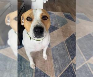 American Bulldog Dogs for adoption in Charlotte, NC, USA