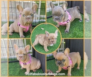 French Bulldog Puppy for sale in LAS VEGAS, NV, USA