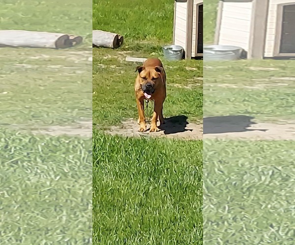 Medium Photo #2 American Pit Bull Terrier-Labrador Retriever Mix Puppy For Sale in Dallas, TX, USA