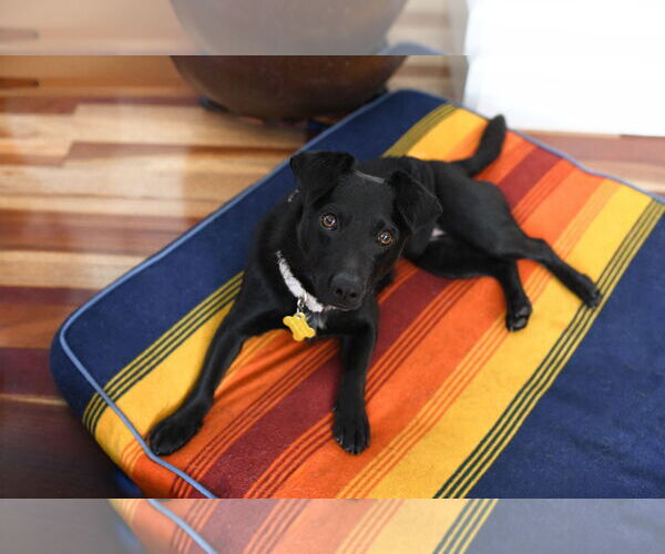 Medium Photo #7 Chihuahua-Unknown Mix Puppy For Sale in Sandy, UT, USA