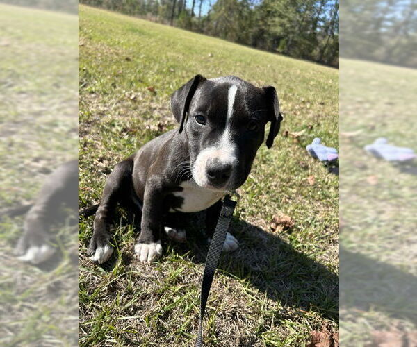 Medium Photo #3 Labrador Retriever-Unknown Mix Puppy For Sale in Tarrytown, GA, USA