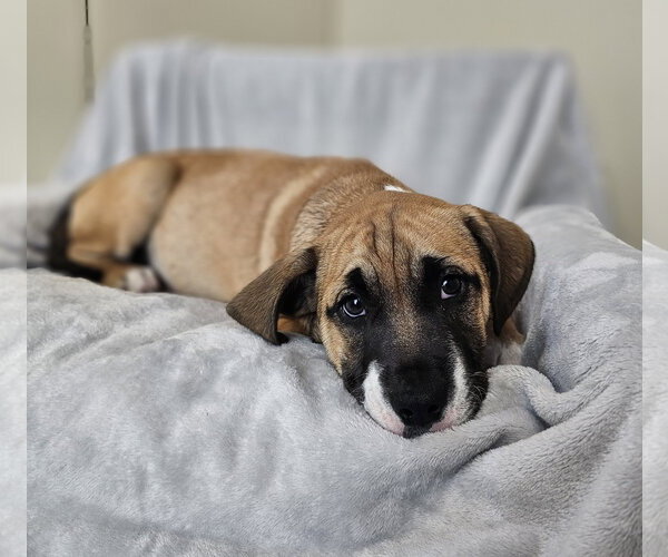 Medium Photo #4 Australian Shepherd-Bulldog Mix Puppy For Sale in McKinney, TX, USA