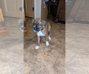 Boxer Puppy for sale in PARIS, IL, USA