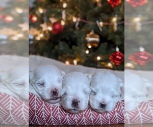 Maltese Litter for sale in SALEM, MO, USA
