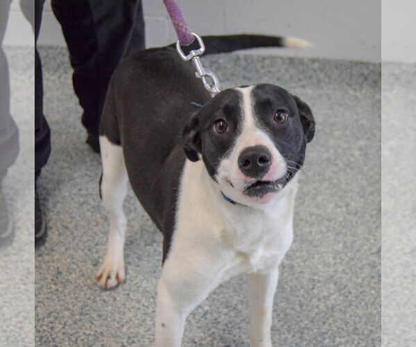 Medium Photo #4 American Staffordshire Terrier-Border Collie Mix Puppy For Sale in Huntley, IL, USA