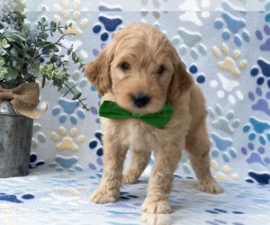 Goldendoodle (Miniature) Puppy for sale in LANCASTER, PA, USA