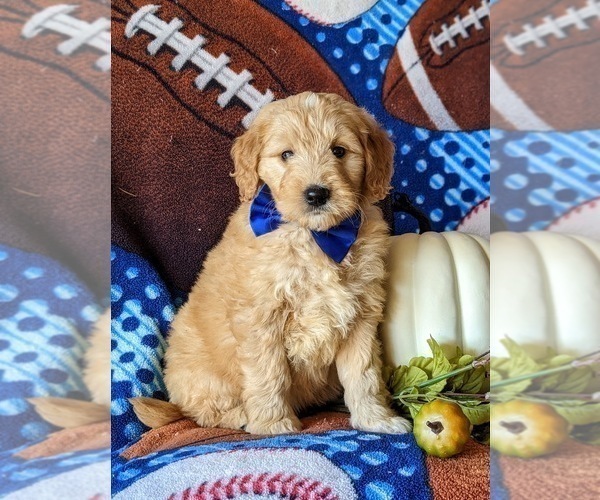 Full screen Photo #4 Goldendoodle Puppy For Sale in PEACH BOTTOM, PA, USA
