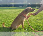 Small #12 Australian Kelpie-Golden Retriever Mix