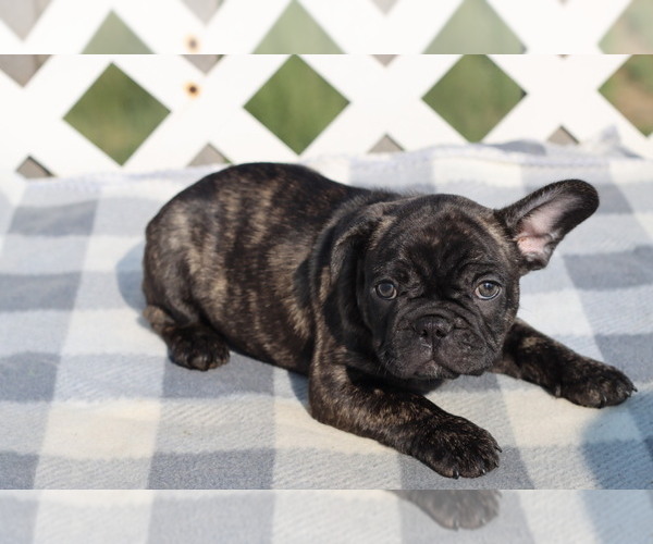 Medium Photo #1 French Bulldog Puppy For Sale in GILLETTE, WY, USA