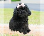 Small Photo #12 Poodle (Miniature) Puppy For Sale in WARSAW, IN, USA