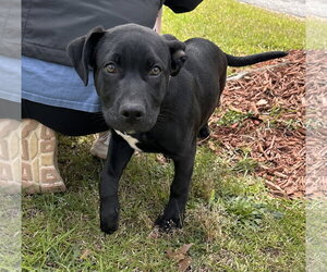 Labrador Retriever-Unknown Mix Dogs for adoption in Garner, NC, USA