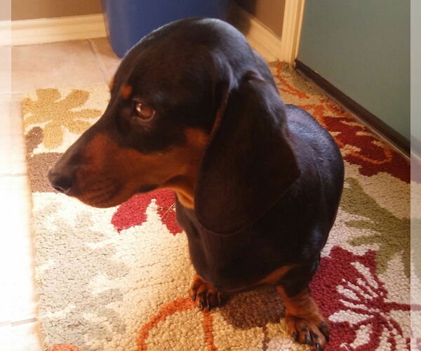 Medium Photo #9 Dachshund Puppy For Sale in San Antonio, TX, USA