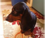 Small #8 Dachshund