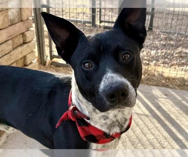 Medium Photo #1 Mutt Puppy For Sale in Pueblo, CO, USA