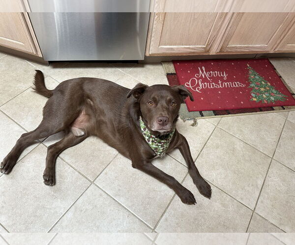 Medium Photo #1 Labrador Retriever-Unknown Mix Puppy For Sale in Woodbury, NY, USA