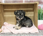 Small #5 Schnauzer (Miniature)