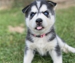 Small Photo #1 Siberian Husky Puppy For Sale in WORTHINGTON, KY, USA