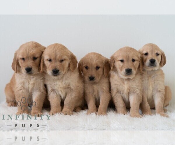 Medium Photo #3 Golden Retriever Puppy For Sale in NEWPORT, PA, USA