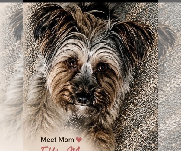 Medium Photo #1 Yorkshire Terrier Puppy For Sale in STAPLETON, AL, USA
