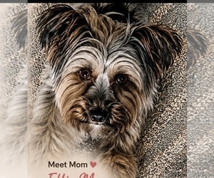 Mother of the Yorkshire Terrier puppies born on 06/01/2026