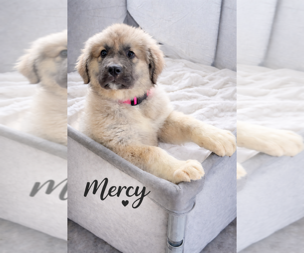 Medium Photo #1 Caucasian Shepherd Dog Puppy For Sale in AKELEY, MN, USA