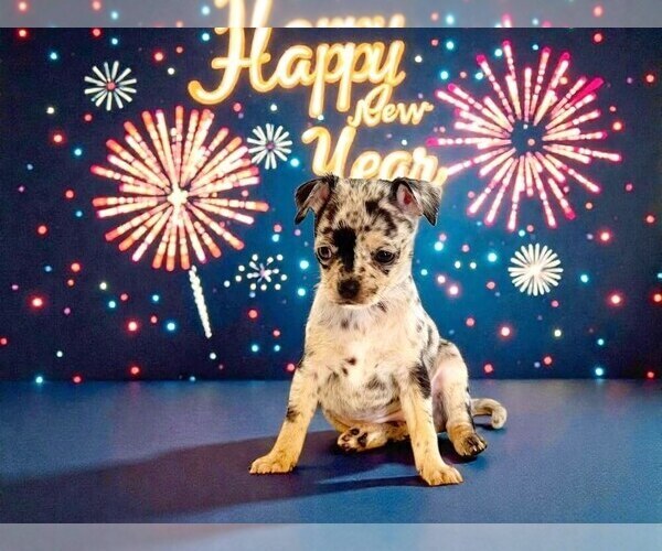 Medium Photo #60 Chihuahua Puppy For Sale in CHARLESTON, AR, USA