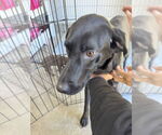 Small Labrador Retriever