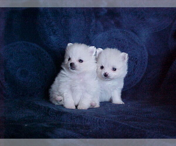 Medium Photo #4 Pomeranian Puppy For Sale in APPLE VALLEY, CA, USA