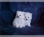 Small #3 Pomeranian
