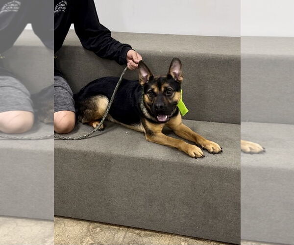 Medium Photo #2 French Bulldog-Unknown Mix Puppy For Sale in Marina Del Rey, CA, USA