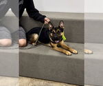 Small #1 French Bulldog Mix