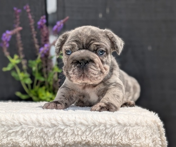 Medium Photo #4 French Bulldog Puppy For Sale in GOSHEN, IN, USA